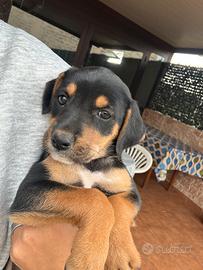 Cagnolino abbandonato