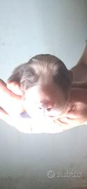 Splendidi cuccioli di Border Collie a Palermo