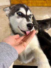 Cucciolo husky originale