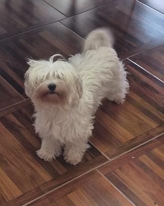 Maltese femmina