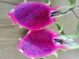 Talee pitaya frutto del drago
