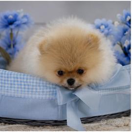 Volpino di Pomerania