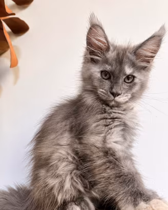 Maine Coon Alta Genealogia - Cuccioli rari