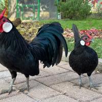 Polli di razza Bantam