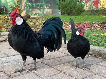 Polli di razza Bantam