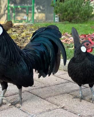 Polli di razza Bantam