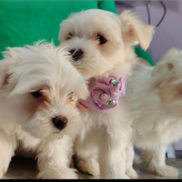 Cane Maltese femmina