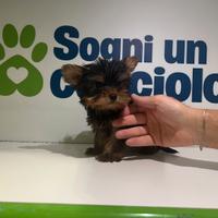 Yorkshire Terrier mini mini toy black and tan