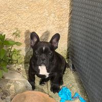 Cucciolo bulldog francese