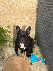 Cucciolo bulldog francese