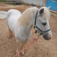 Superponi da sella castrato