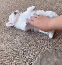 Piccoli batuffoli maltese