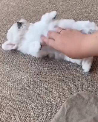 Piccoli batuffoli maltese