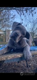 Cucciola cane corso