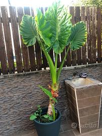 piante di alocasia