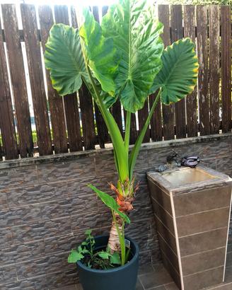 piante di alocasia