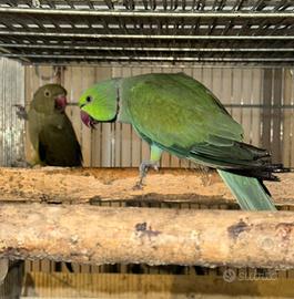 Coppia parrocchetti dal collari