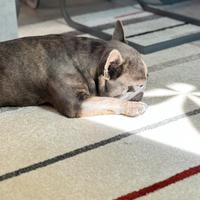 Bulldog francese blu