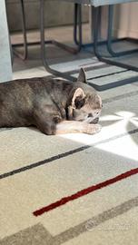 Bulldog francese blu