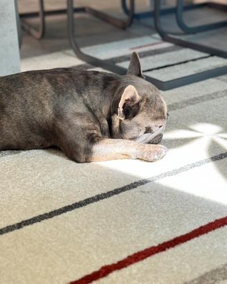 Bulldog francese blu