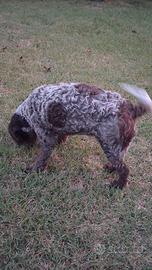 Lagotto romagnolo