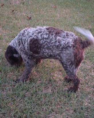 Lagotto romagnolo