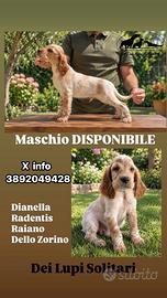 Cucciolo setter inglese