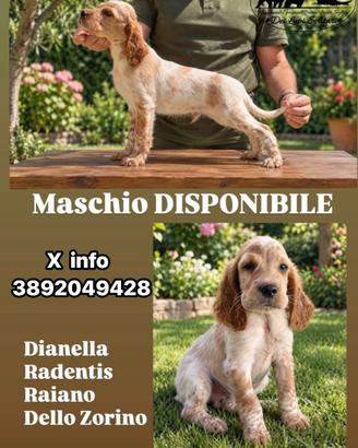 Cucciolo setter inglese