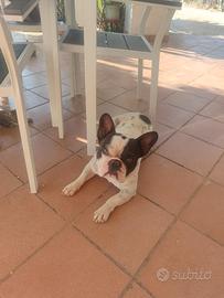 Cani da accoppiare