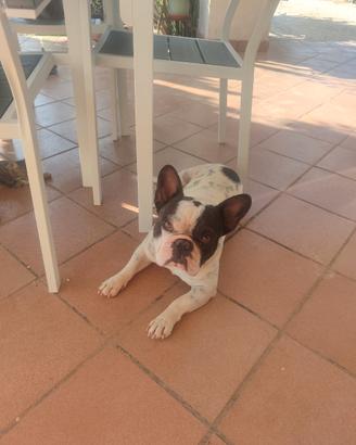 Cani da accoppiare
