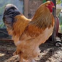 Galline pulcini e galli