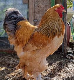 Galline pulcini e galli