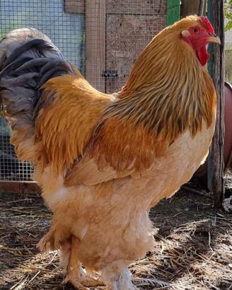 Galline pulcini e galli