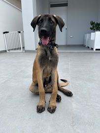 Incrocio malinois kangal
