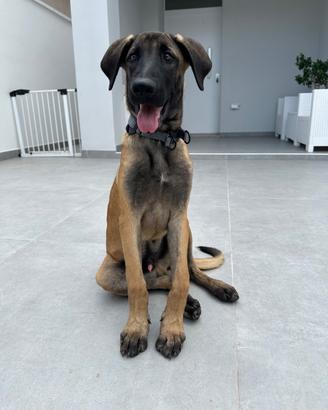 Incrocio malinois kangal