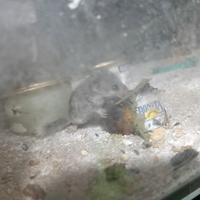 Mini ghiri