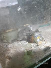 Mini ghiri
