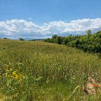 Terreno agricolo Ussana