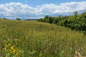 Terreno agricolo Ussana