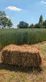 Paglia per orto e galline