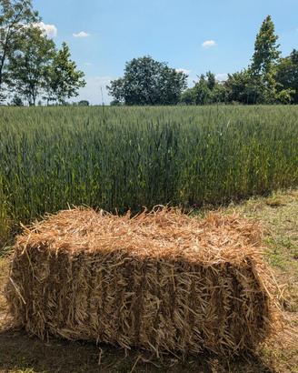 Paglia per orto e galline