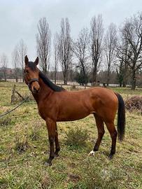 Castrone adatto a tutti