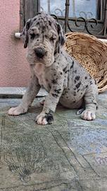 Cuccioli alano