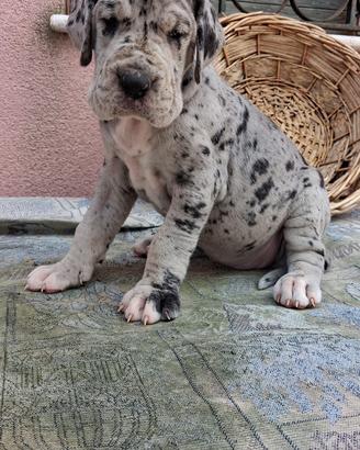 Cuccioli alano