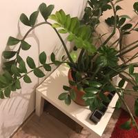 Piante grasse e zamioculcas