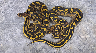 Pitone reale coppia 1.1