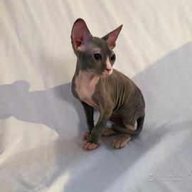 Gattino don sphynx blu e bianco(consegna)