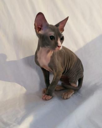 Gattino don sphynx blu e bianco(consegna)