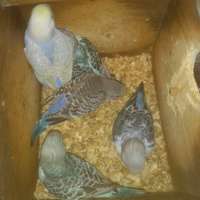 Pappagalli cocoriti pulli e adulti LEGGI