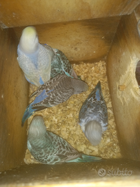 Pappagalli cocoriti pulli e adulti LEGGI